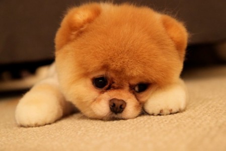 monday-blues-pups-4